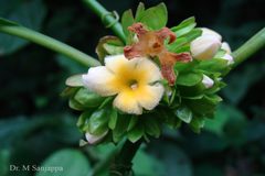 Silvianthus bracteatus